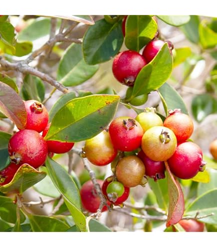 Amazon | 【鉢植え】 イエローストロベリーグアバ グァバ 《熱帯